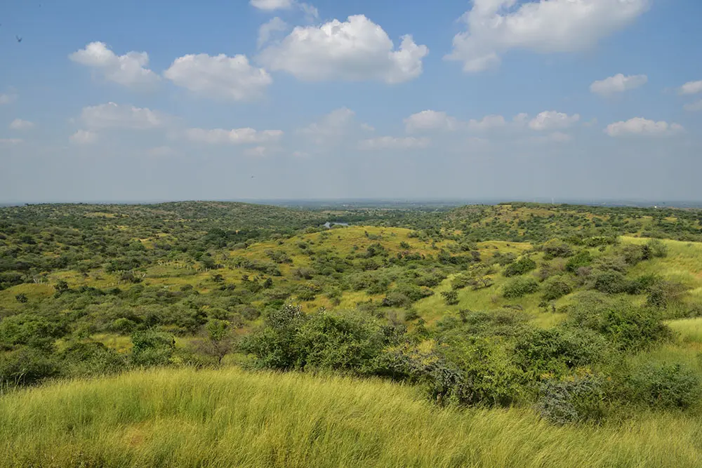 Sasan-Gir-13