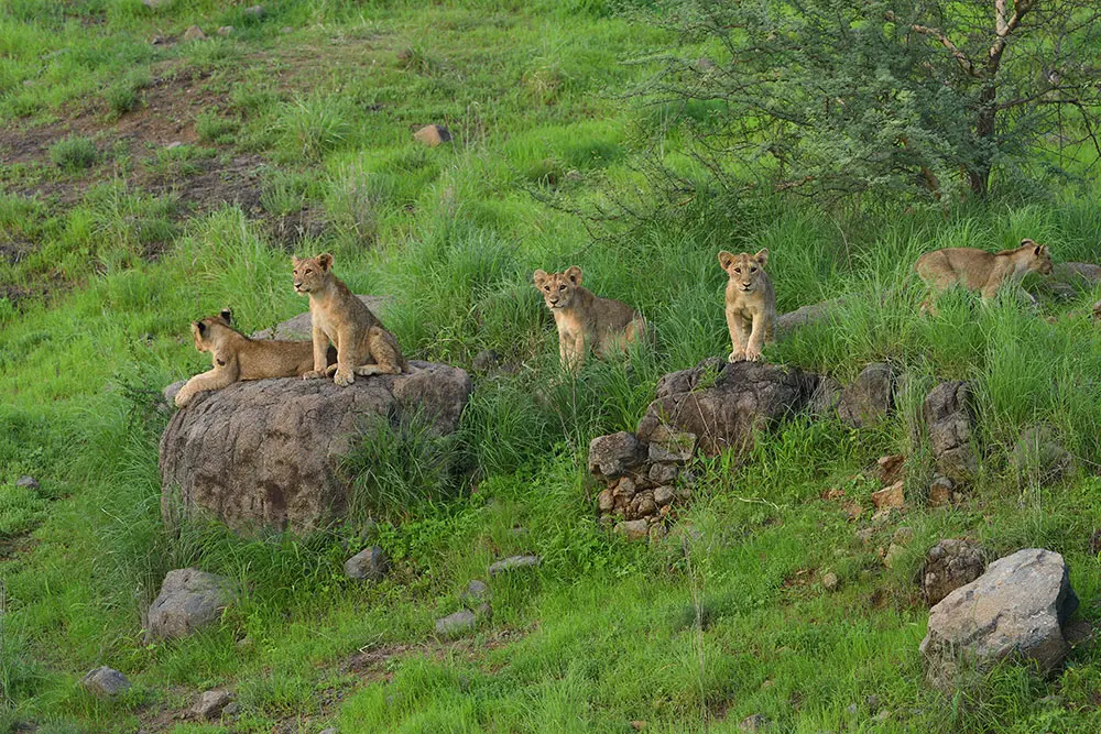 Sasan-Gir-15