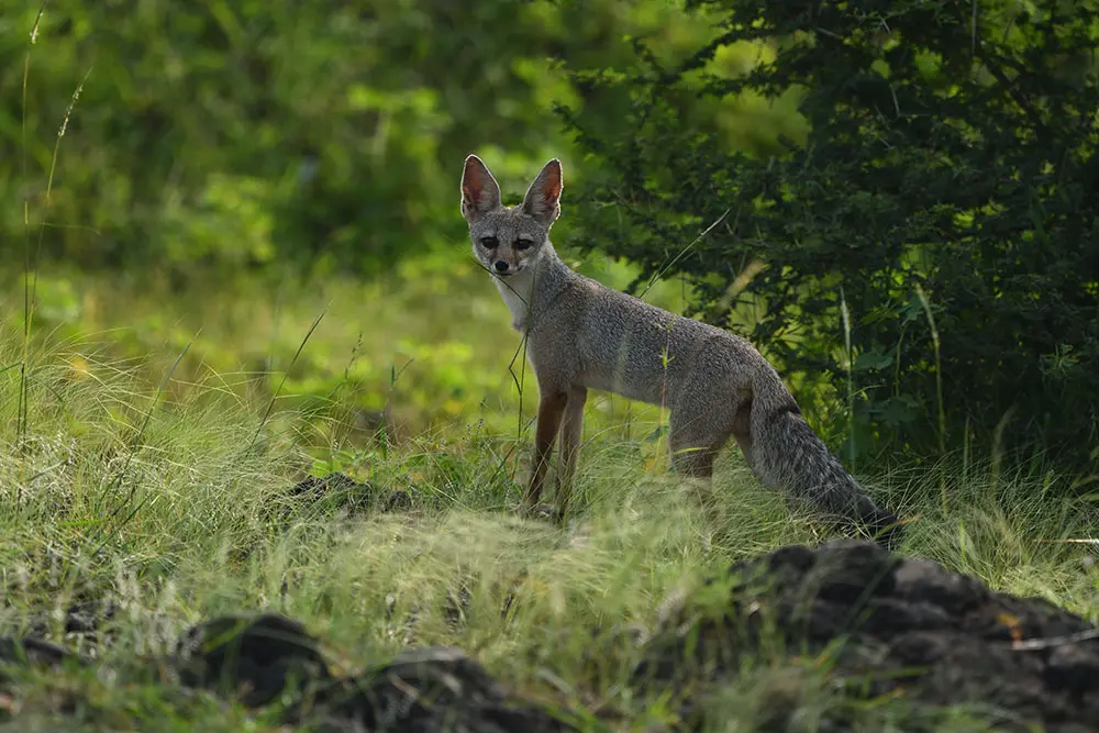 Sasan-Gir-19