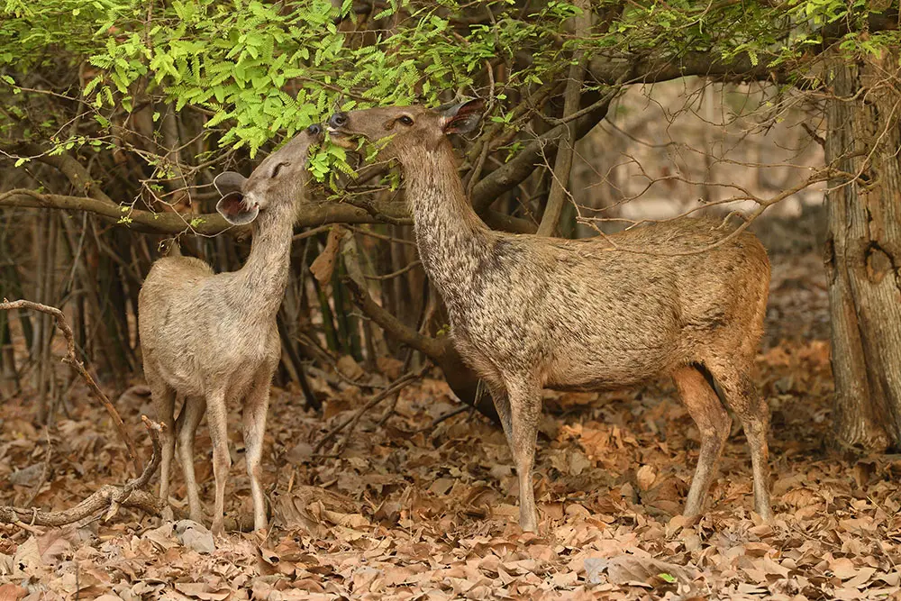 Sasan-Gir-29
