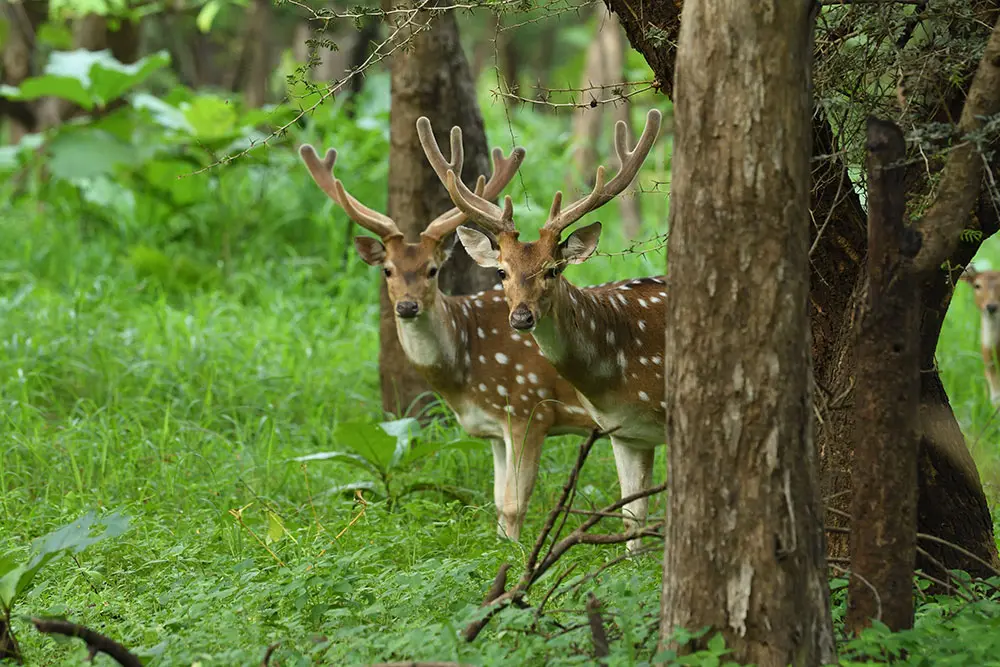Sasan-Gir-39