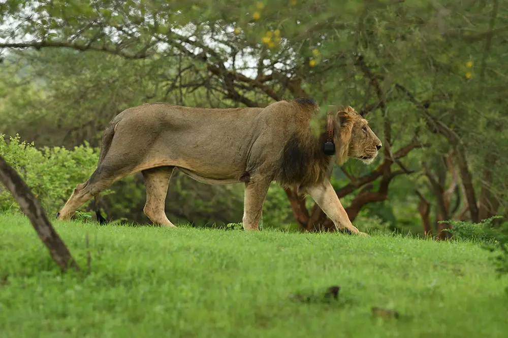 Sasan-Gir-45