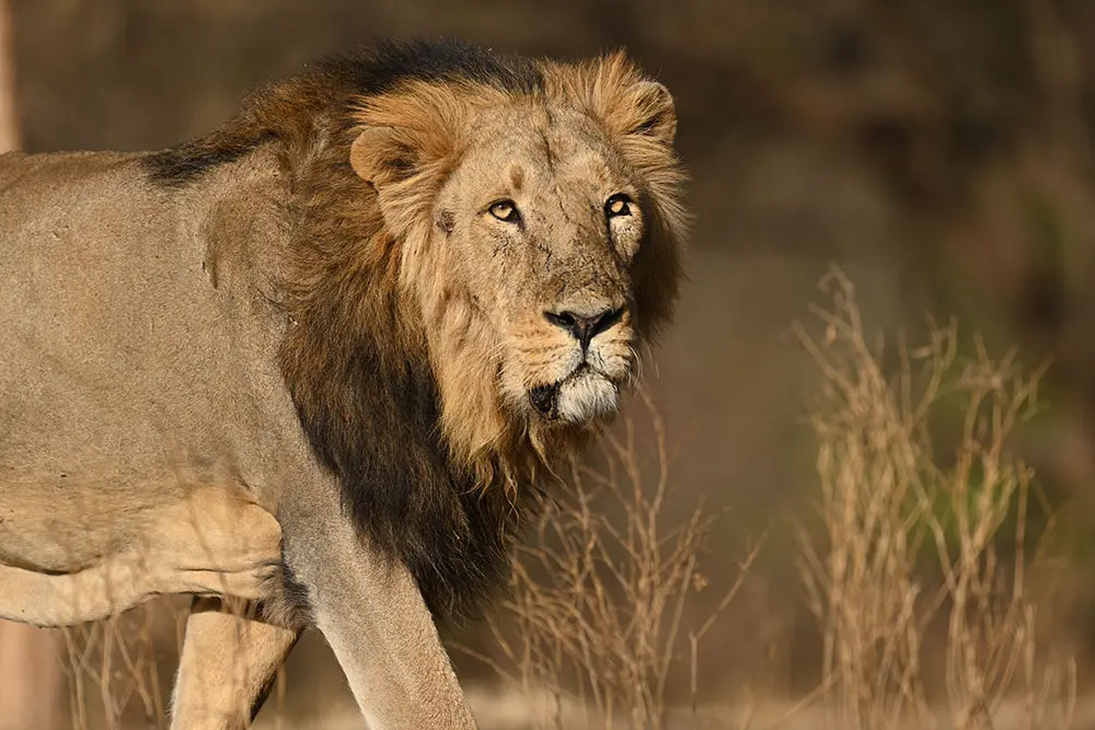 Sasan-Gir-48