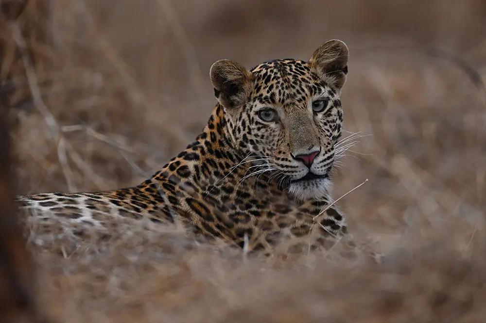 Sasan-Gir-51