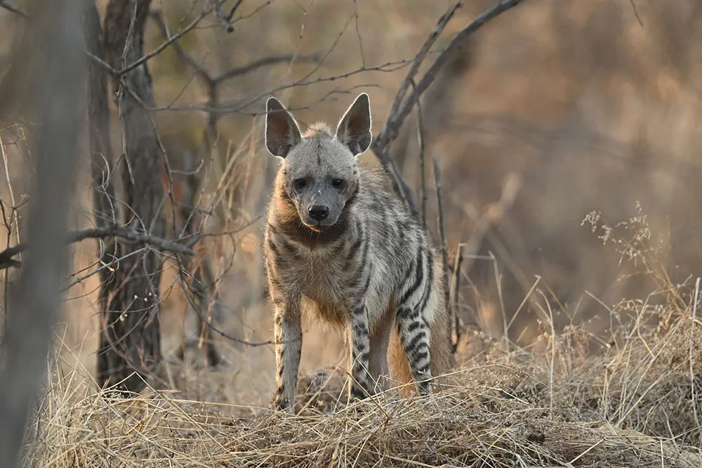 Sasan-Gir-52